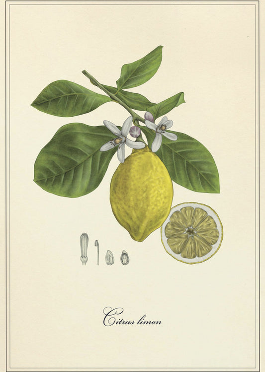 Citron | Poster