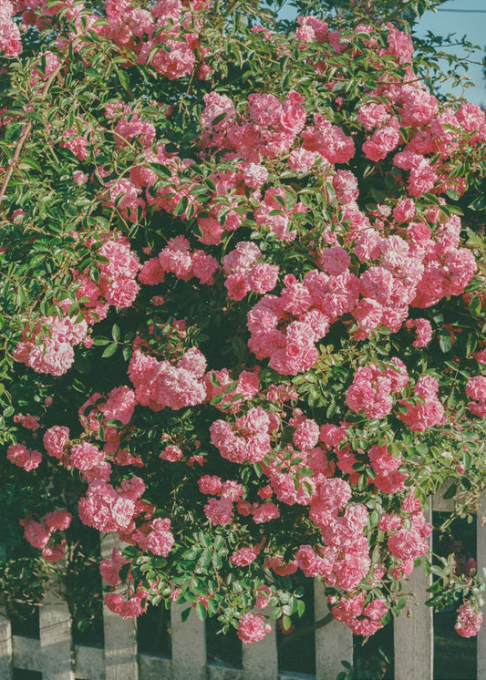 Cannon Beach Blooms | Canvas