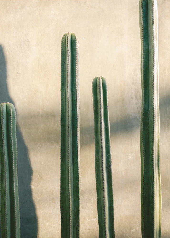 Oaxaca Shades of Green | Mexico travel photography | Canvas