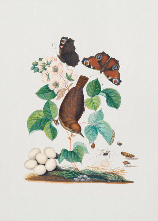 House Wren | Poster