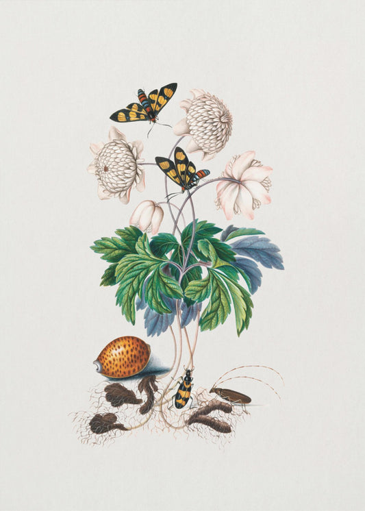 Double flower cultivar | Poster