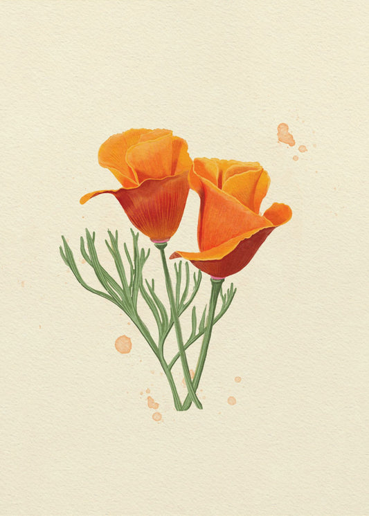 California Poppy | Canvas