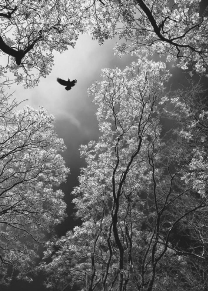 Flight | Poster