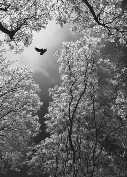 Flight | Poster