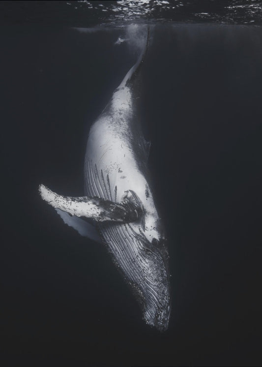 Black Whale | Poster
