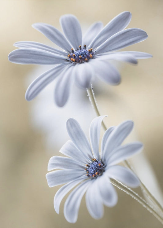 Cape daisies | Poster