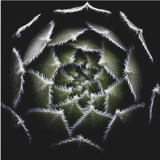 Sempervivum Rosette | Canvas