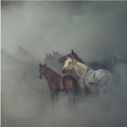 The lost horses | Canvas