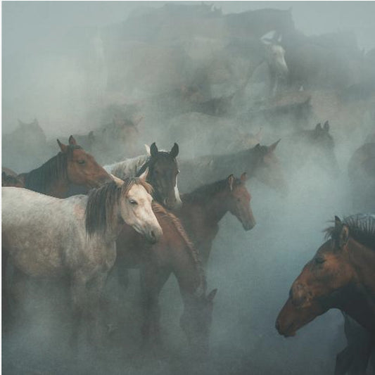 lost horses | Poster