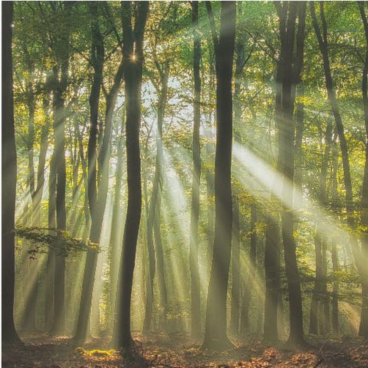 Sunny start to the day ........ | Poster