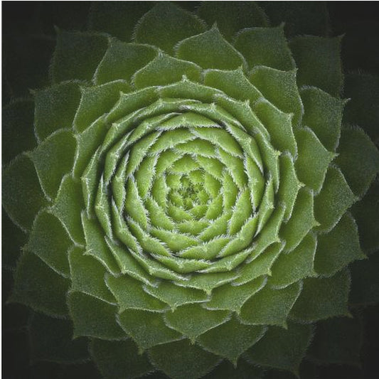 Succulent | Canvas