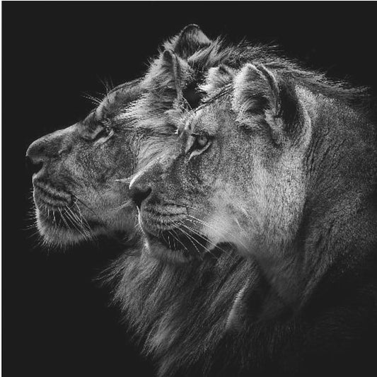 Lion and  lioness portrait | Poster