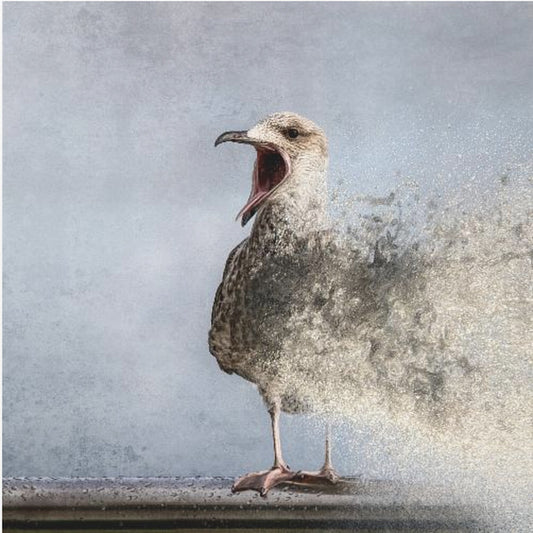 Waterbird | Poster