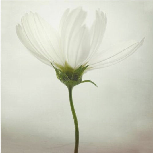 White cosmos | Poster