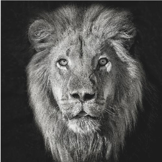 Løveportrett - Panthera Leo | Lerretsbilder