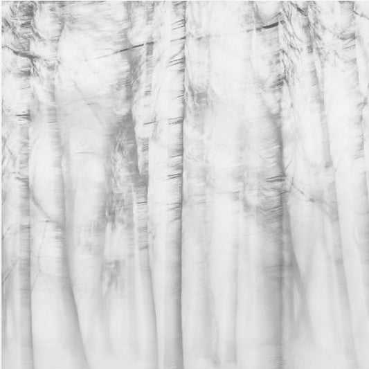 Poetic forest | Canvas