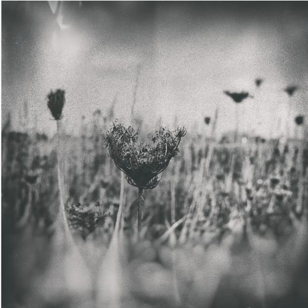 Wet Plate Photography Natur 4 | Poster