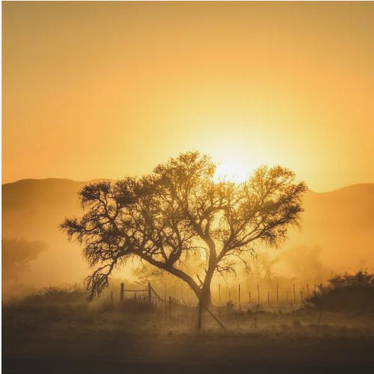 Golden Sunrise | Poster