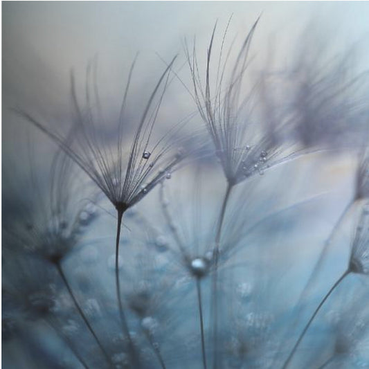 Teardrops | Poster