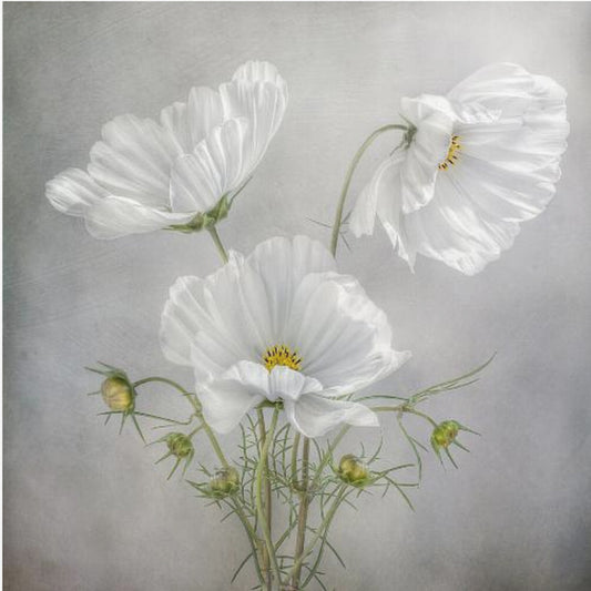 Cosmos Charm | Canvas