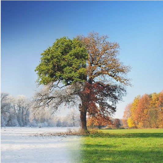 4 seasons | Poster