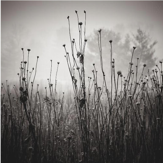 Engplanter 1 | Lerretsbilder