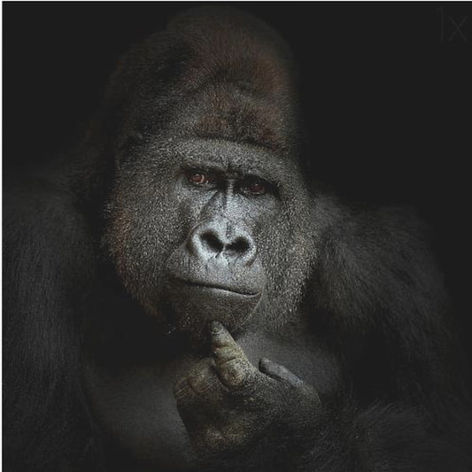 ego cogito, ergo sum | Poster